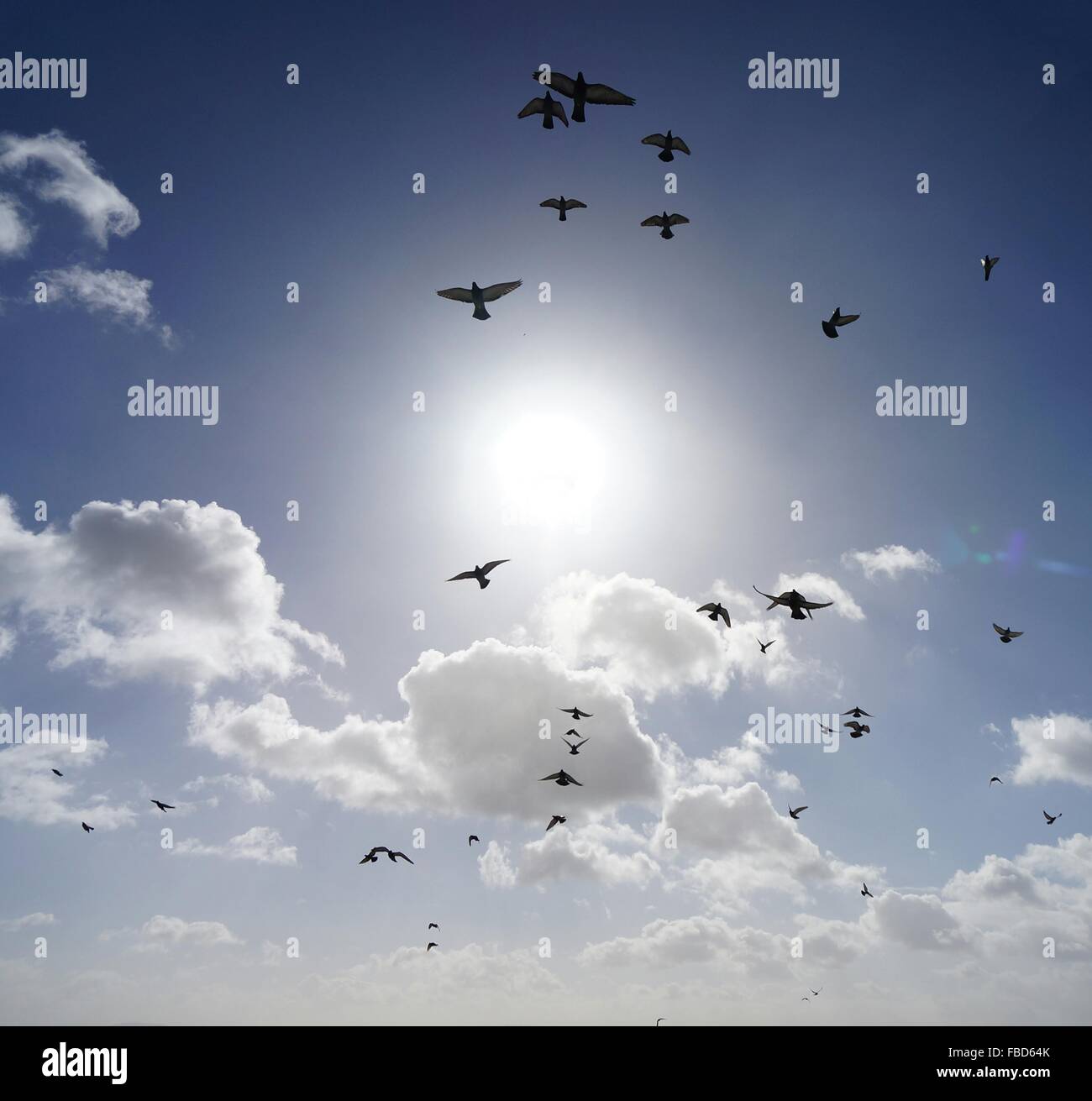 My Image 29
