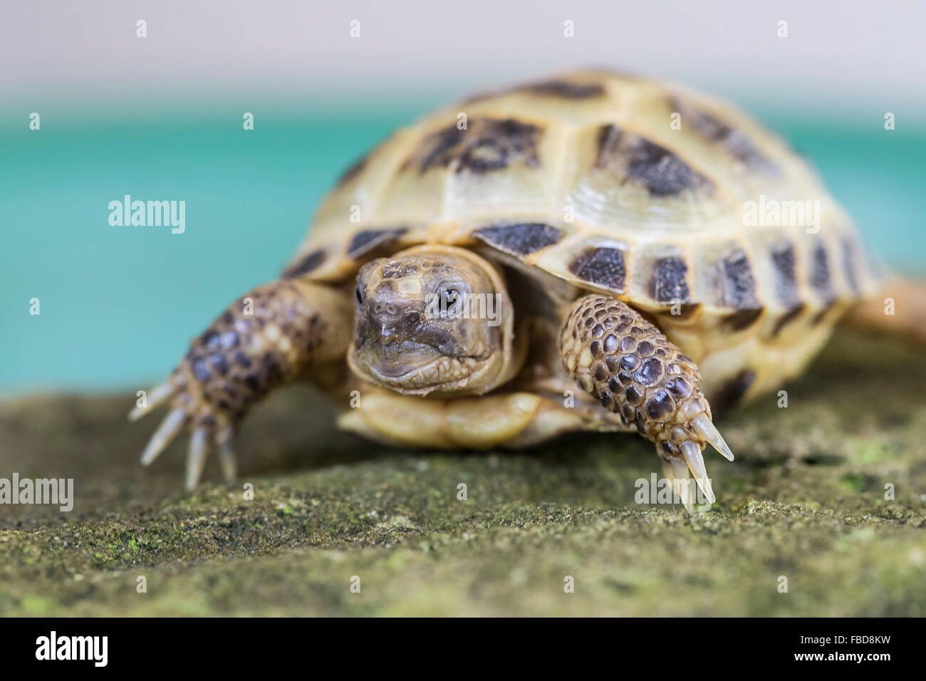 Horsefield Tortoise Testudo Horsefieldii Now Agrionemys Horsefielii In Close Up Viewed From The Front At Eye Level Stock Photo Alamy