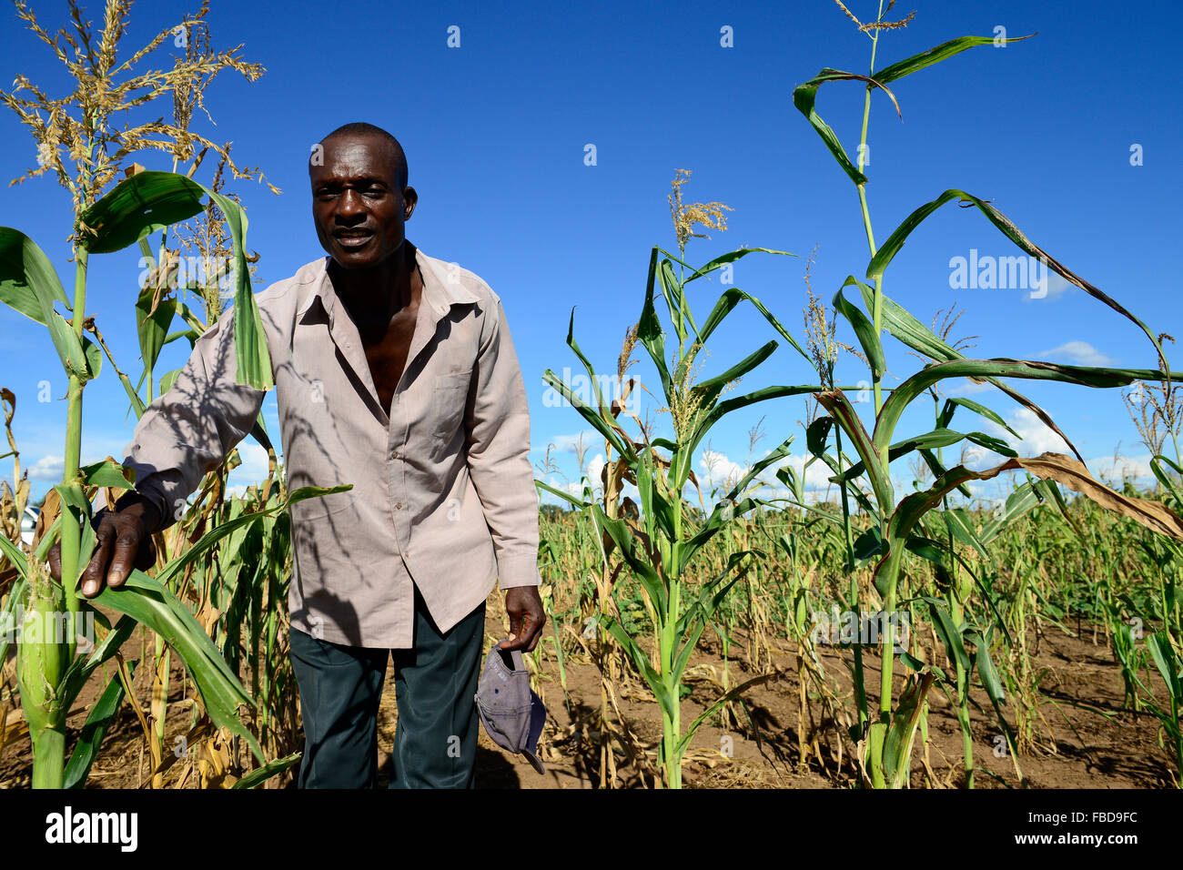 Zambia Chiawa, Game Reserve Area, farmer in maize field which are attacked often by wild animals