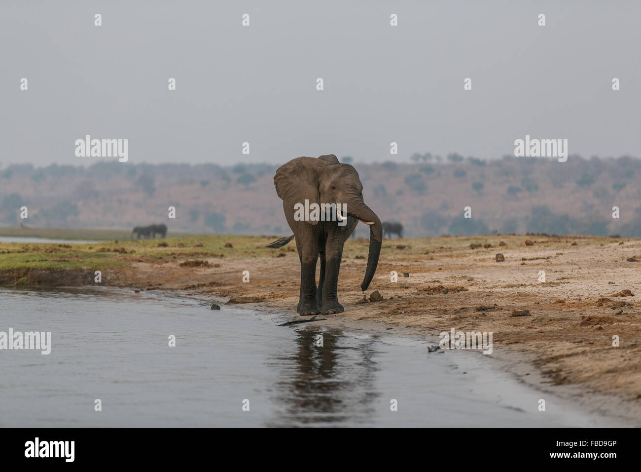 African bush elephant (Loxodonta africana) on the water's edge, Chobe River, Botswana, Africa Stock Photo