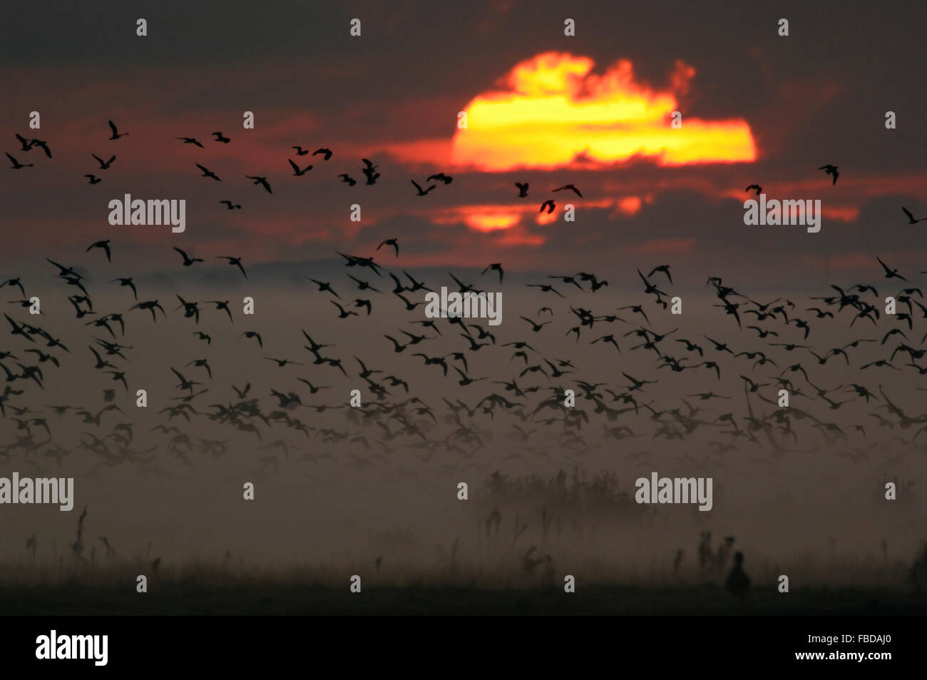 Hundreds of wild Geese / Wildgaense rising in flight from roosting areas at sunrise in heavy morning mist, Germany. Stock Photo