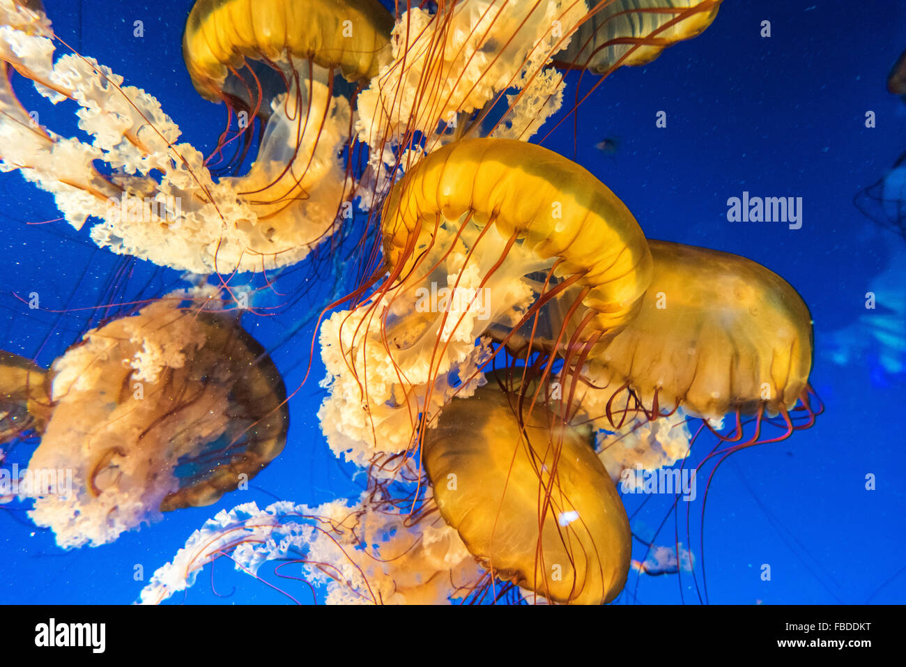 Sea nettles or chrysaora fuscescens at Vancouver Aquarium, Vancouver, British Columbia, Canada Stock Photo