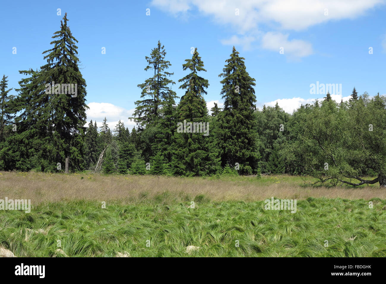 Woods in the Kladska peats Stock Photo