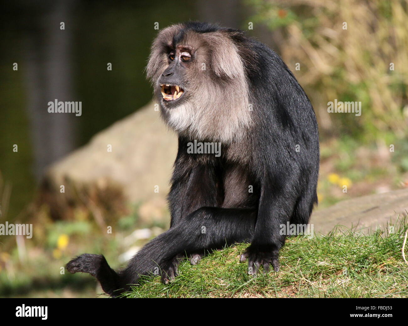 Upset Indian Lion-tailed macaque or Wanderoo (Macaca silenus) showing his teeth Stock Photo