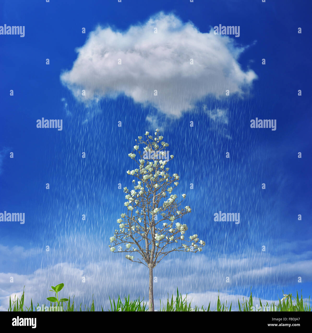 Growth and success concept in the form of a small blooming tree and green grass underneath a rain cloud Stock Photo