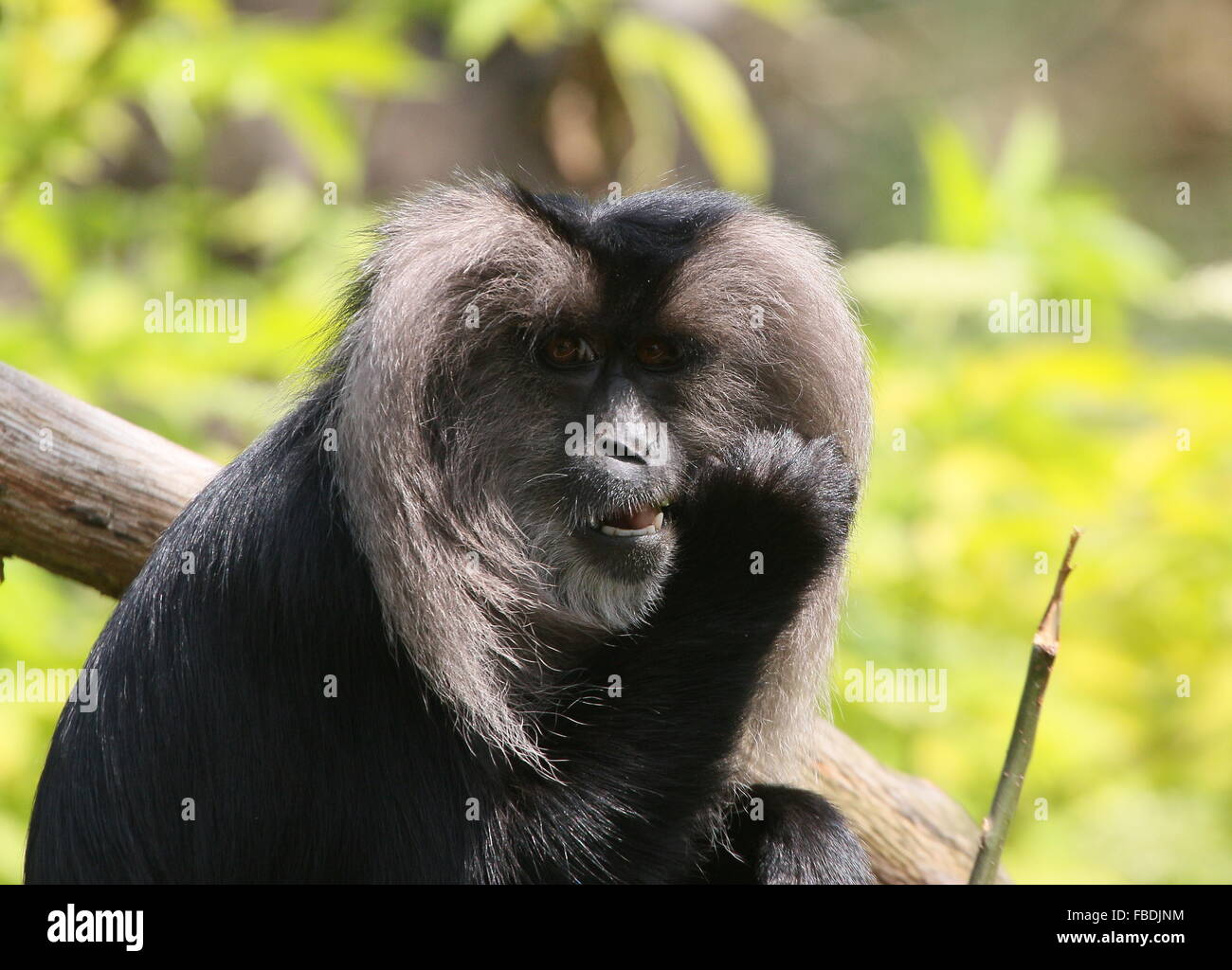 Lion-tailed macaque or Wanderoo (Macaca silenus) chewing on twigs & leaves Stock Photo