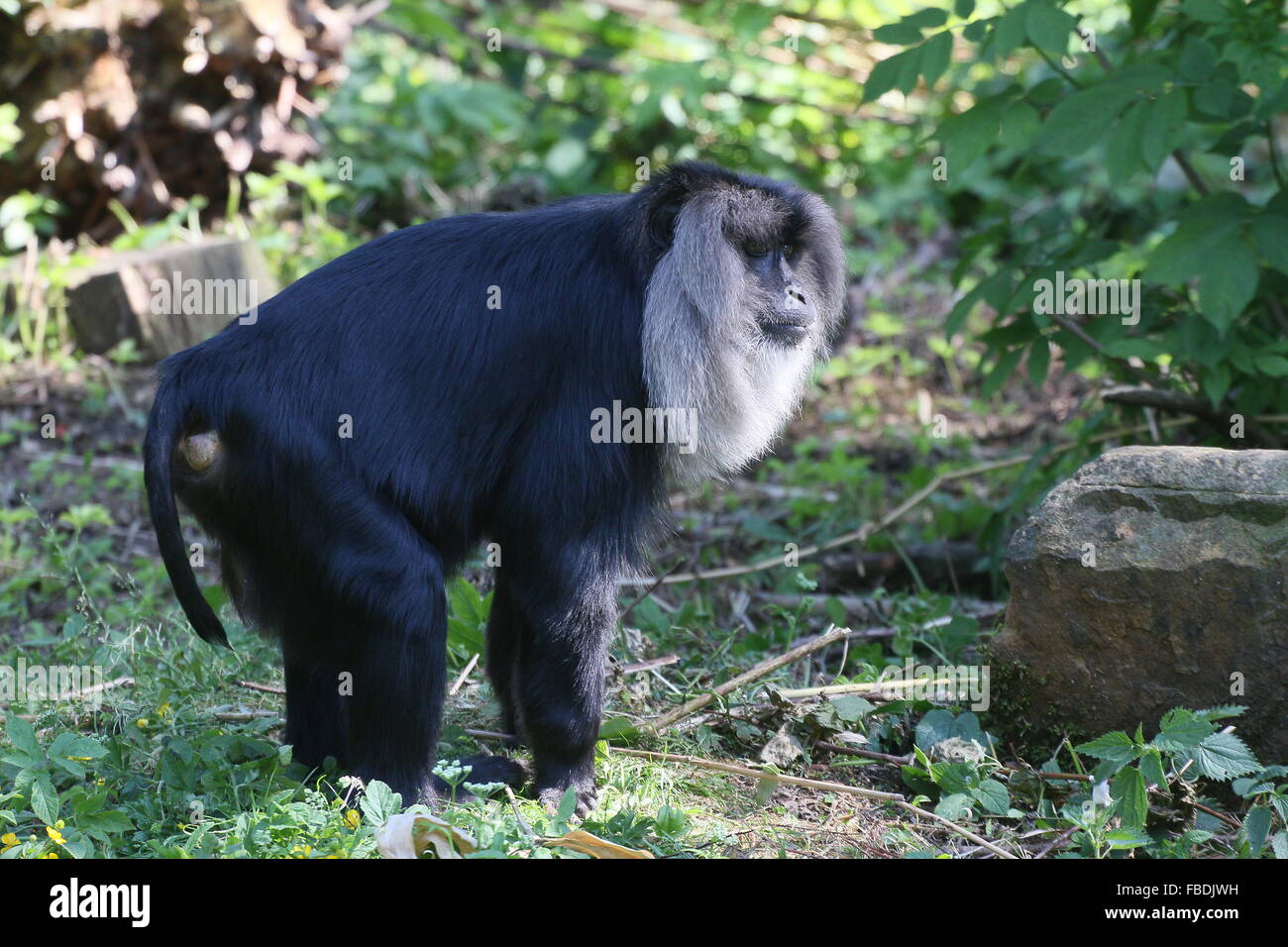 Close-up of an Indian Lion-tailed macaque or Wanderoo (Macaca silenus) Stock Photo