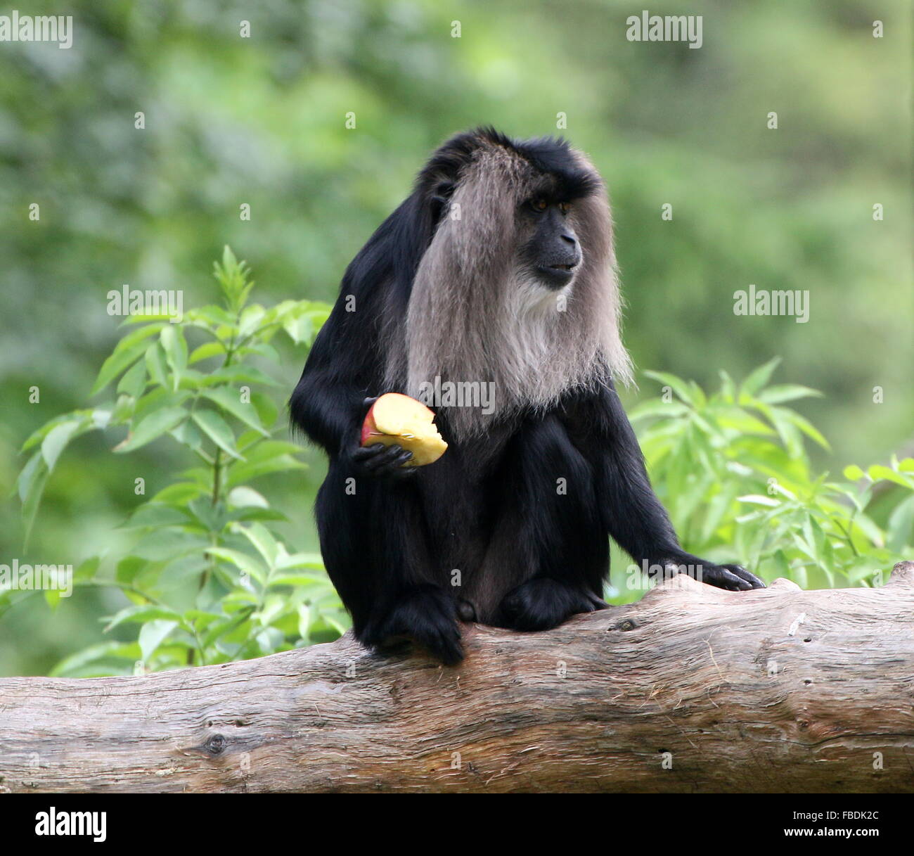 Close-up of an Indian Lion-tailed macaque or Wanderoo (Macaca silenus) eating  an apple Stock Photo