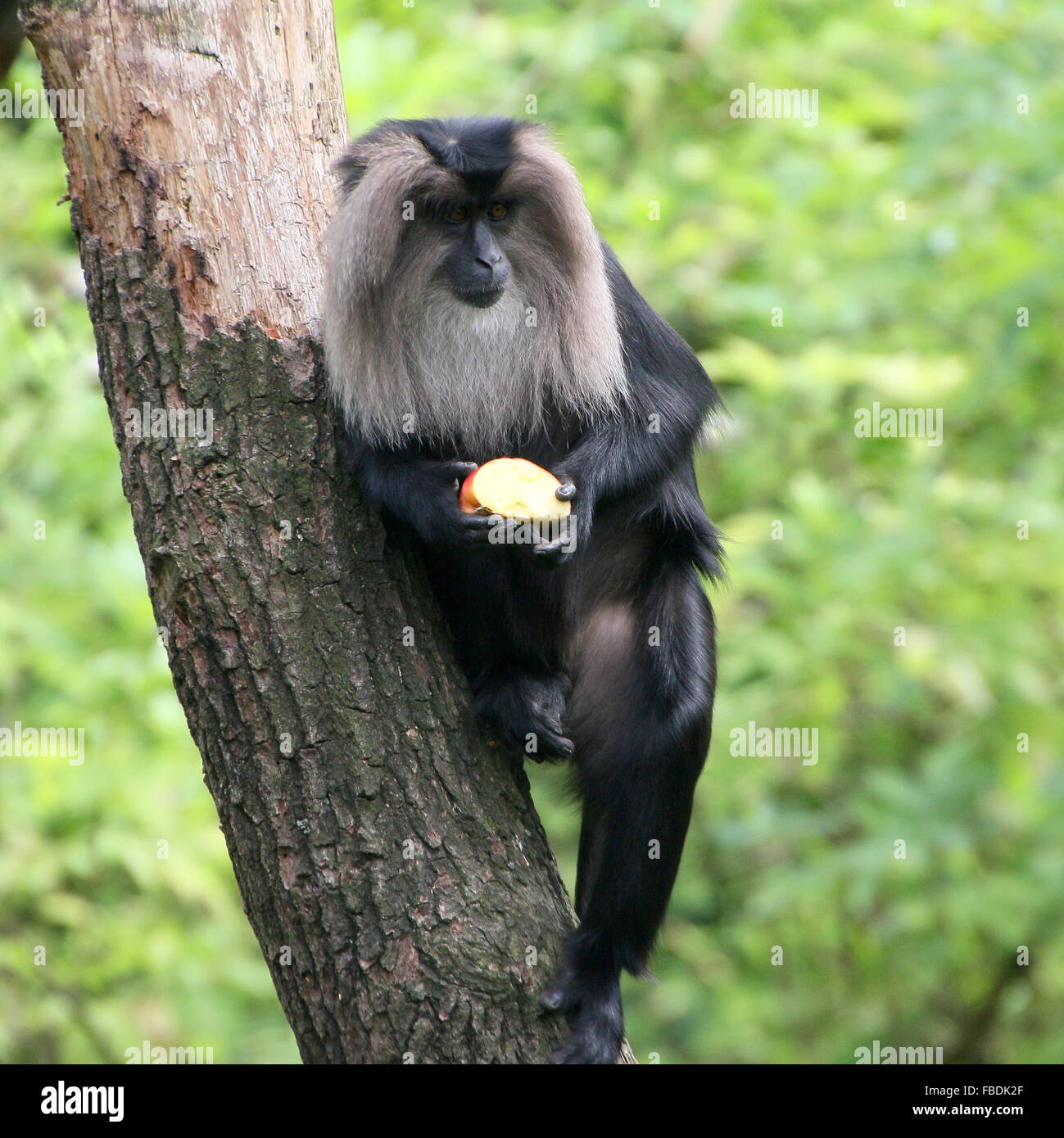 Close-up of an Indian Lion-tailed macaque or Wanderoo (Macaca silenus) in a tree, eating  a piece of fruit Stock Photo