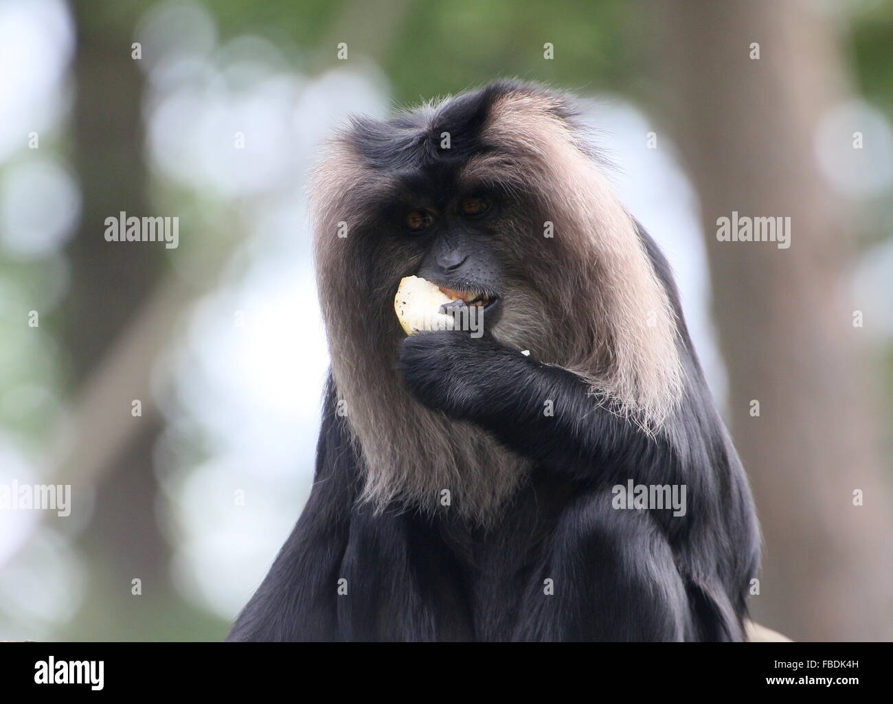 Close-up of an Indian Lion-tailed macaque or Wanderoo (Macaca silenus) eating  a piece of fruit Stock Photo