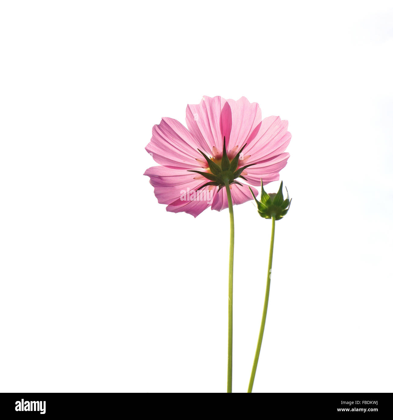 beautiful cosmos flower isolated on white background Stock Photo - Alamy