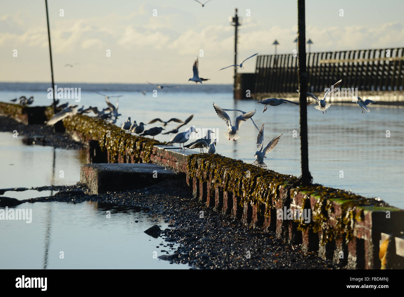 As the sun rises and during low tide seagulls jostle for the best position as they feed at the