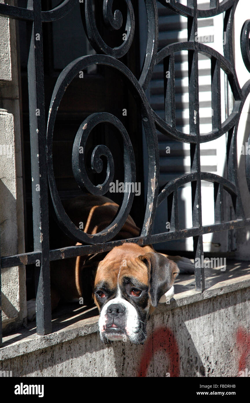 dog looking out of a window Stock Photo