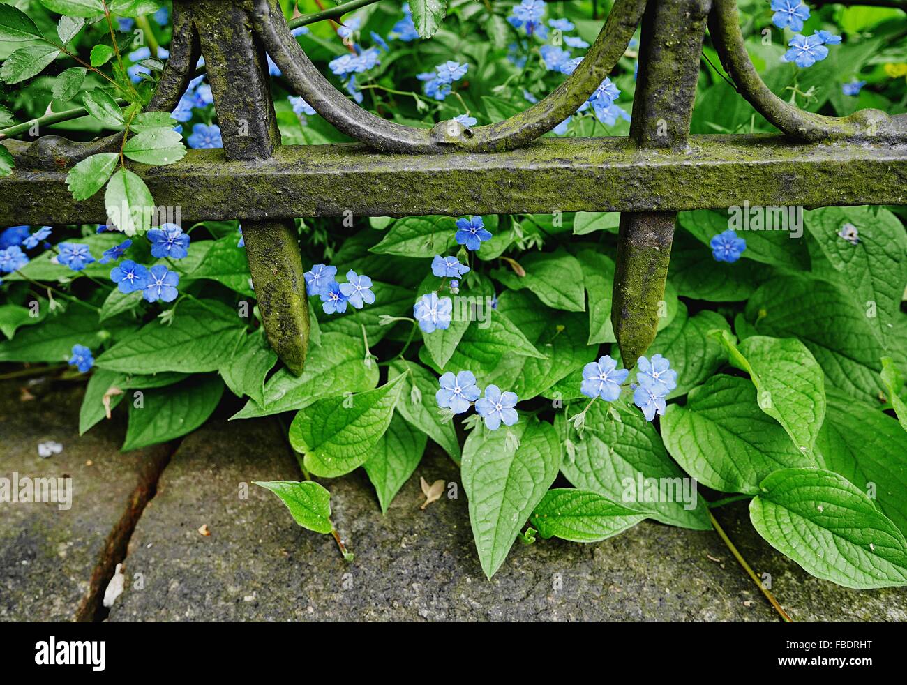 High Angle View Of Blue Flowers Stock Photo