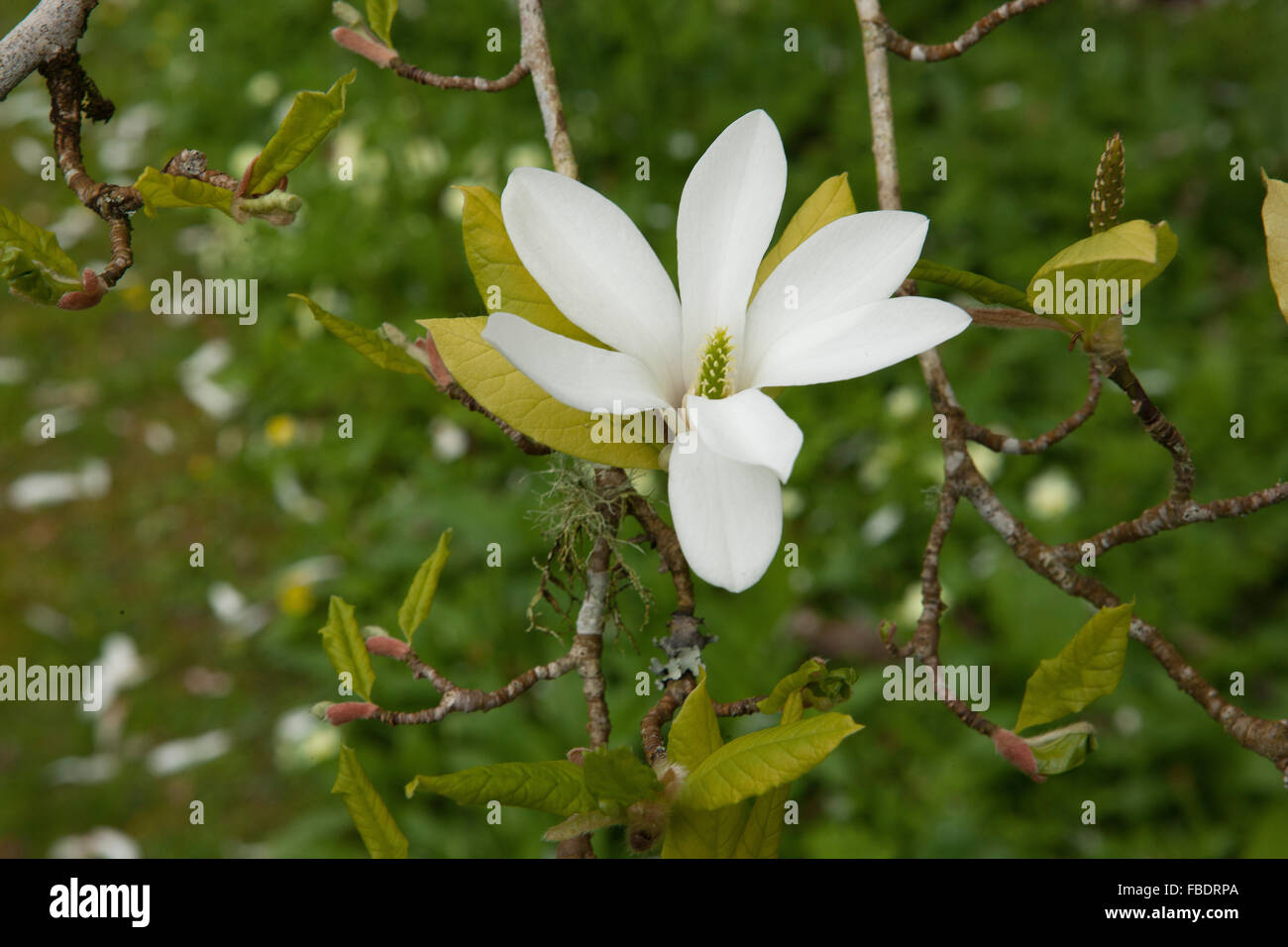 Magnolia kobus blooms at Ince Castle nr Saltash Cornwall, garden which are open public Stock Photo