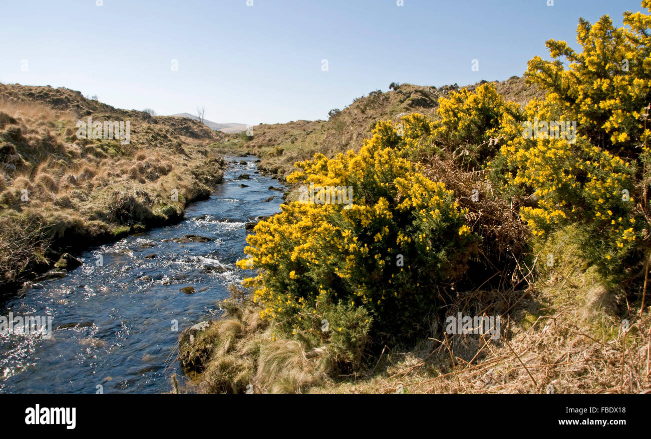 The upper reaches of the River Taw near Belstone Stock Photo