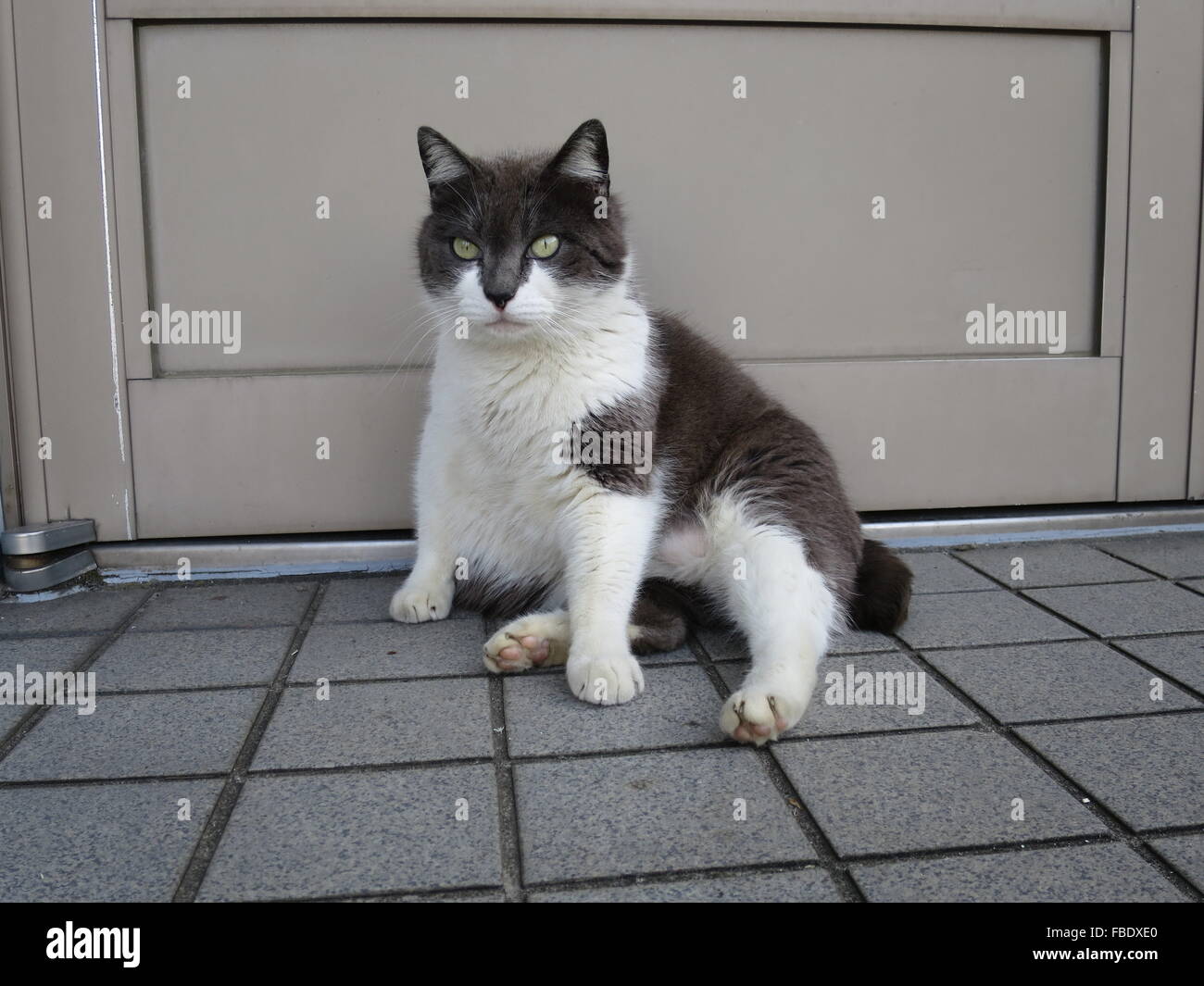 Portrait Of Cat Sitting Outside Door Stock Photo Alamy