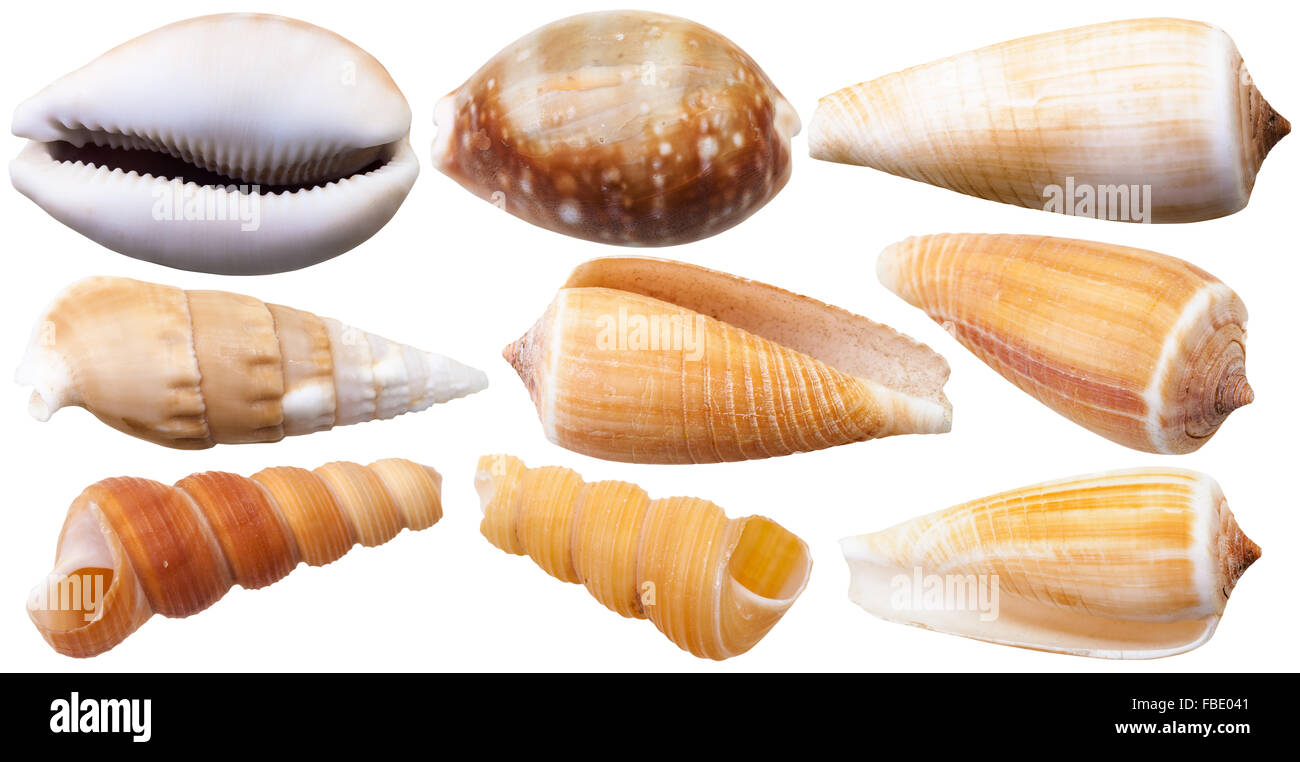 set of mollusc shells of sea cowry and cone snails isolated on white