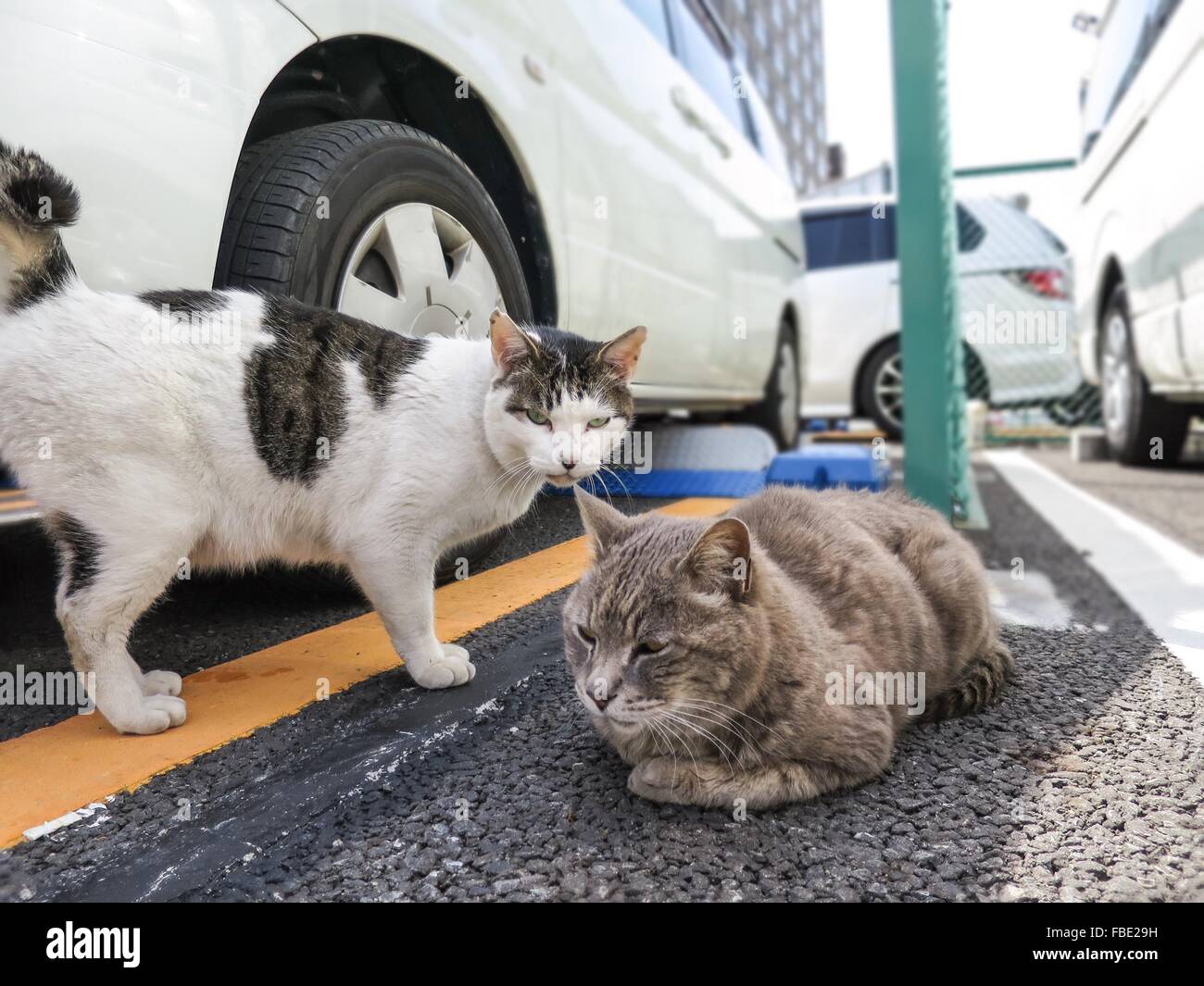 https://c8.alamy.com/comp/FBE29H/cats-in-parking-lot-FBE29H.jpg