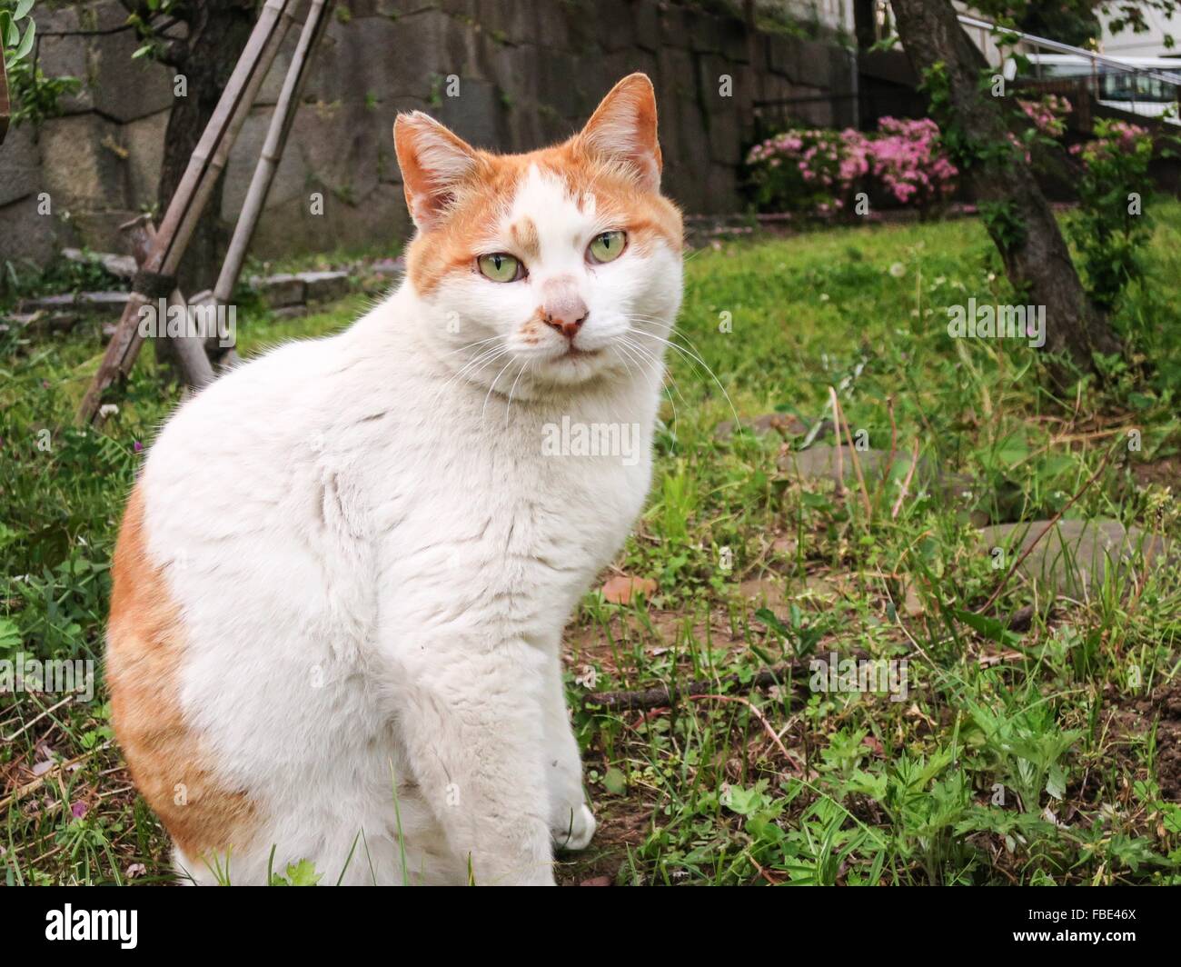 Portrait Of Ginger Cat In Backyard Stock Photo Alamy