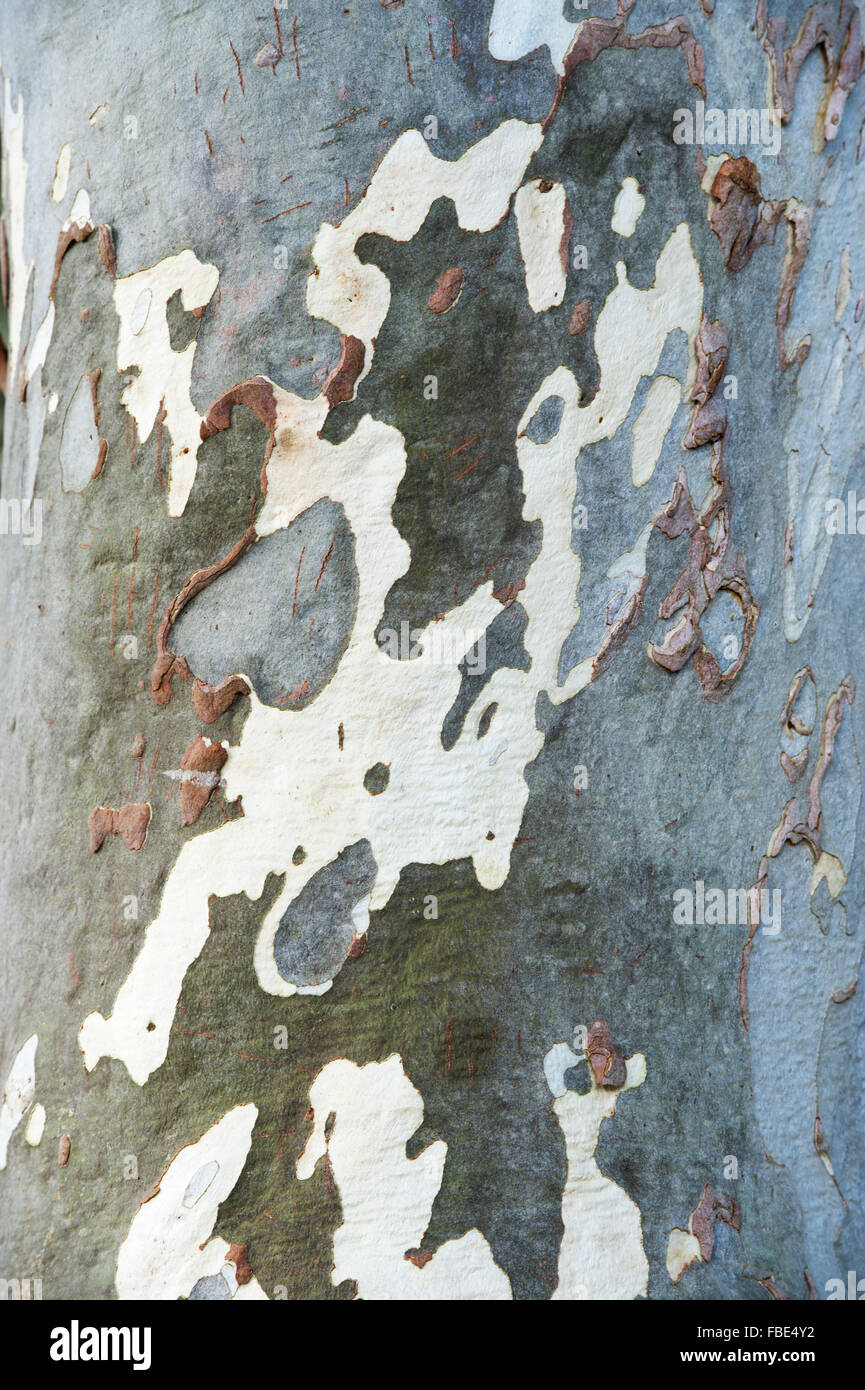 Eucalyptus pauciflora niphophila. Alpine snow gum tree bark Stock Photo