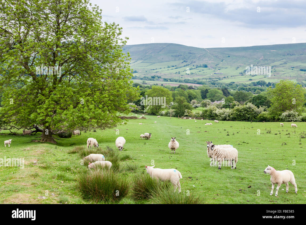 Sheep and lambs in a field in the Vale of Edale, Derbyshire, Peak District, England, UK Stock Photo