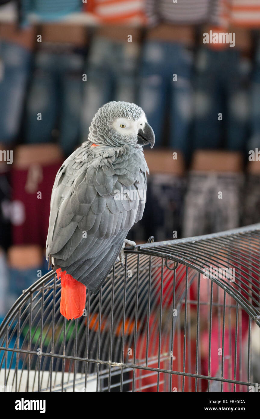 Image showcasing African Grey Parrot On Cage Stock Photo - Alamy
