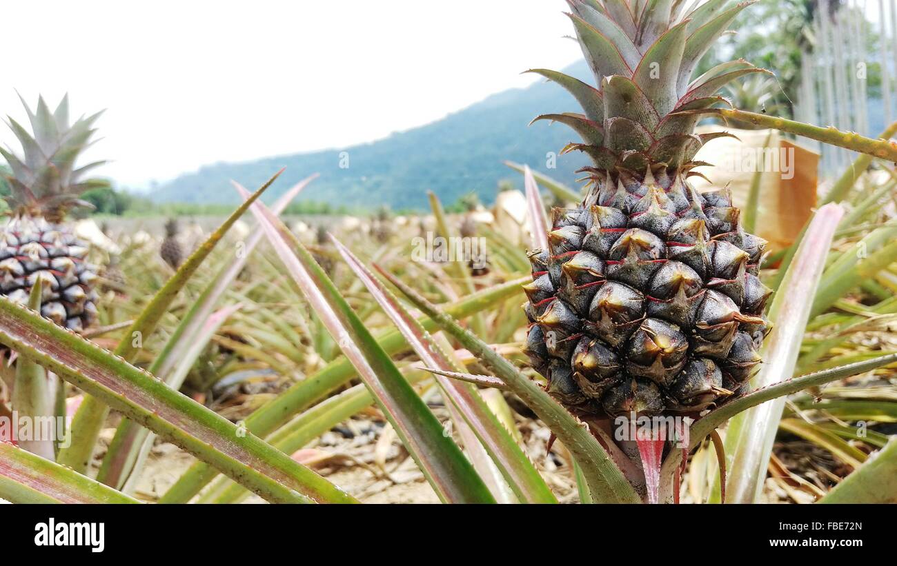 Pineapple farm hires stock photography and images Alamy