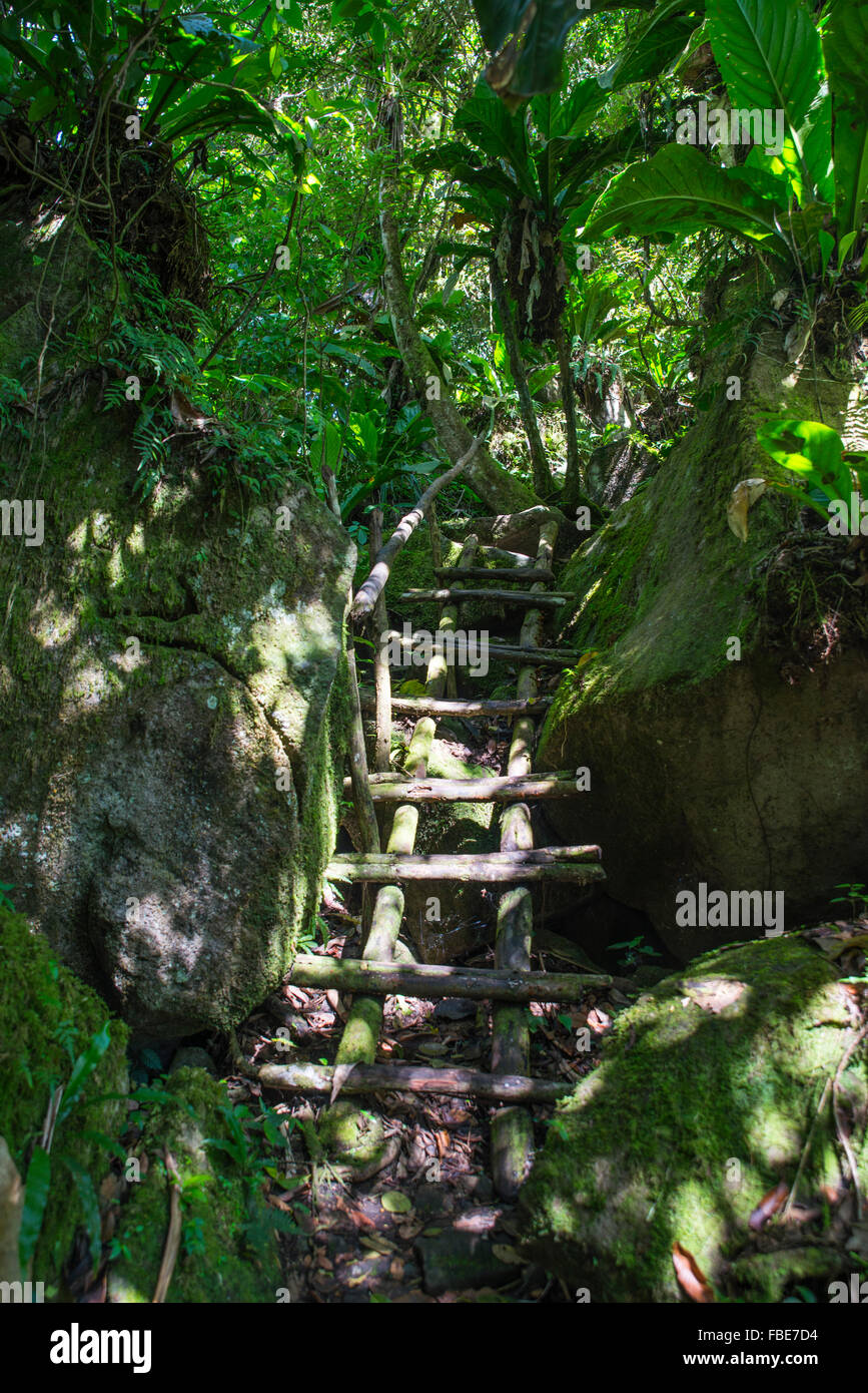 Hiking trail up Gros Piton, St Lucia Stock Photo Alamy