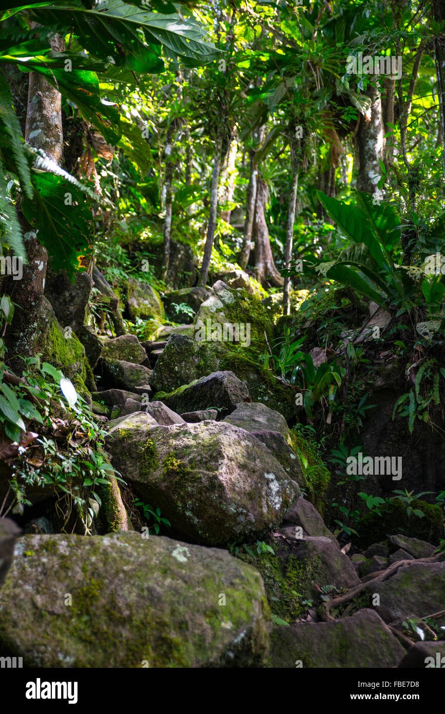 Hiking trail up Gros Piton, St Lucia Stock Photo Alamy