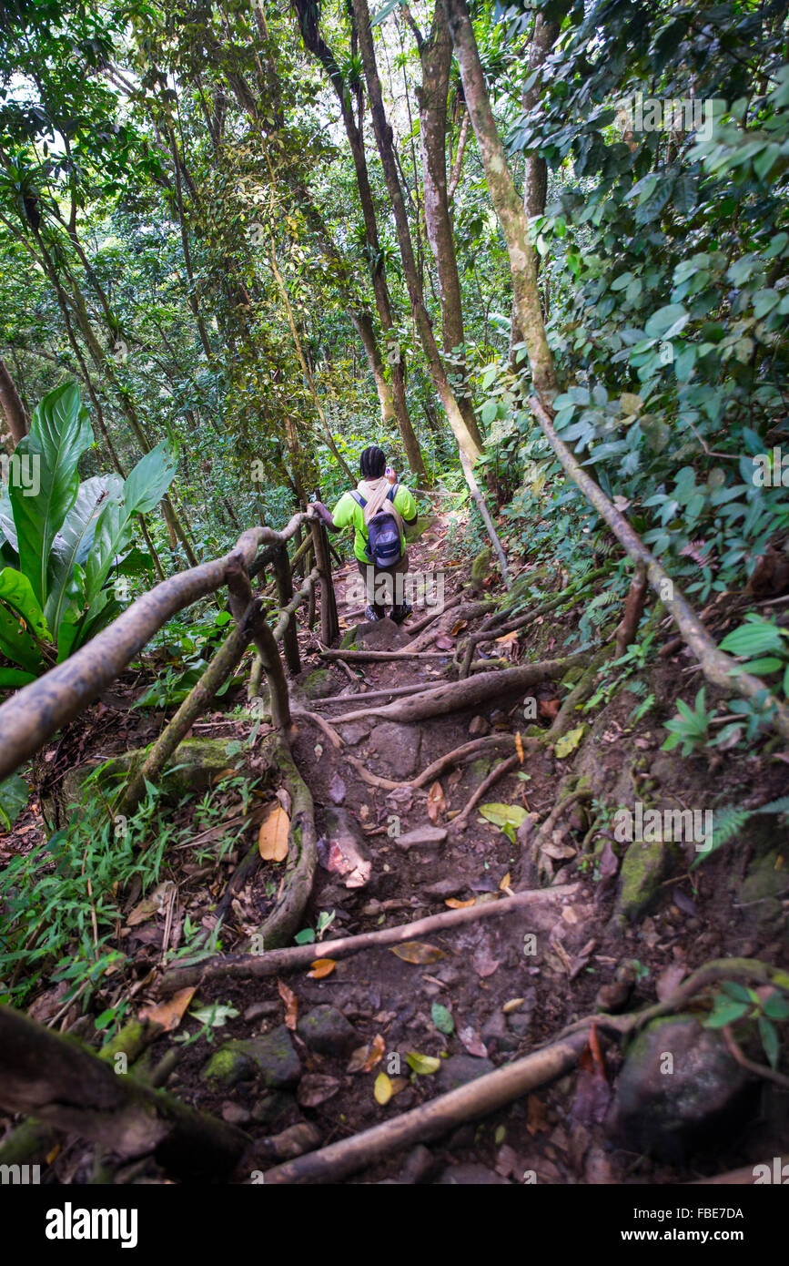 Man on hiking trail up Gros Piton, St Lucia Stock Photo Alamy