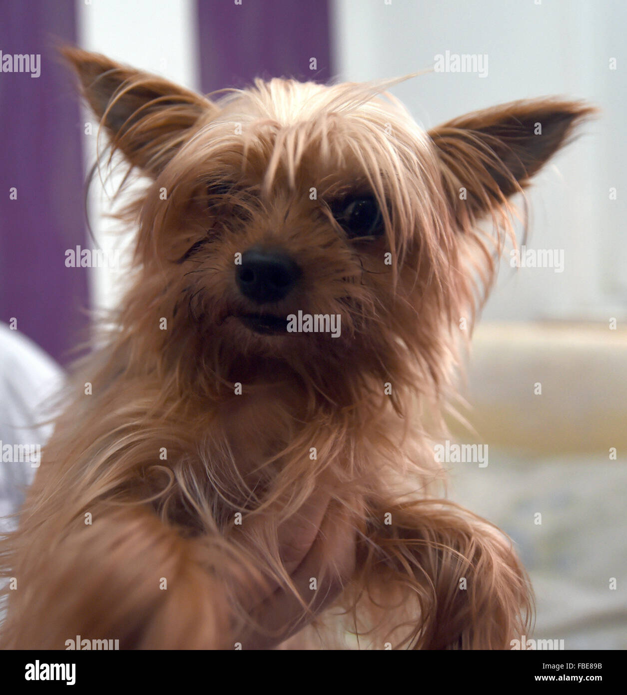 Spotted yorkie 2025
