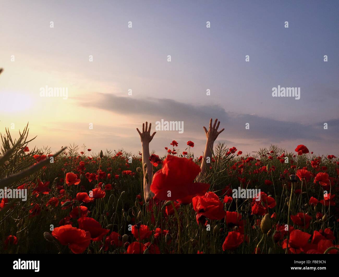 Raised Arms Of Person In Red Poppy Flower Field Against Sky Stock Photo