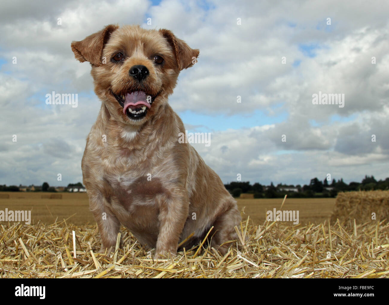 Yorkshire terrier hotsell lhasa apso mix