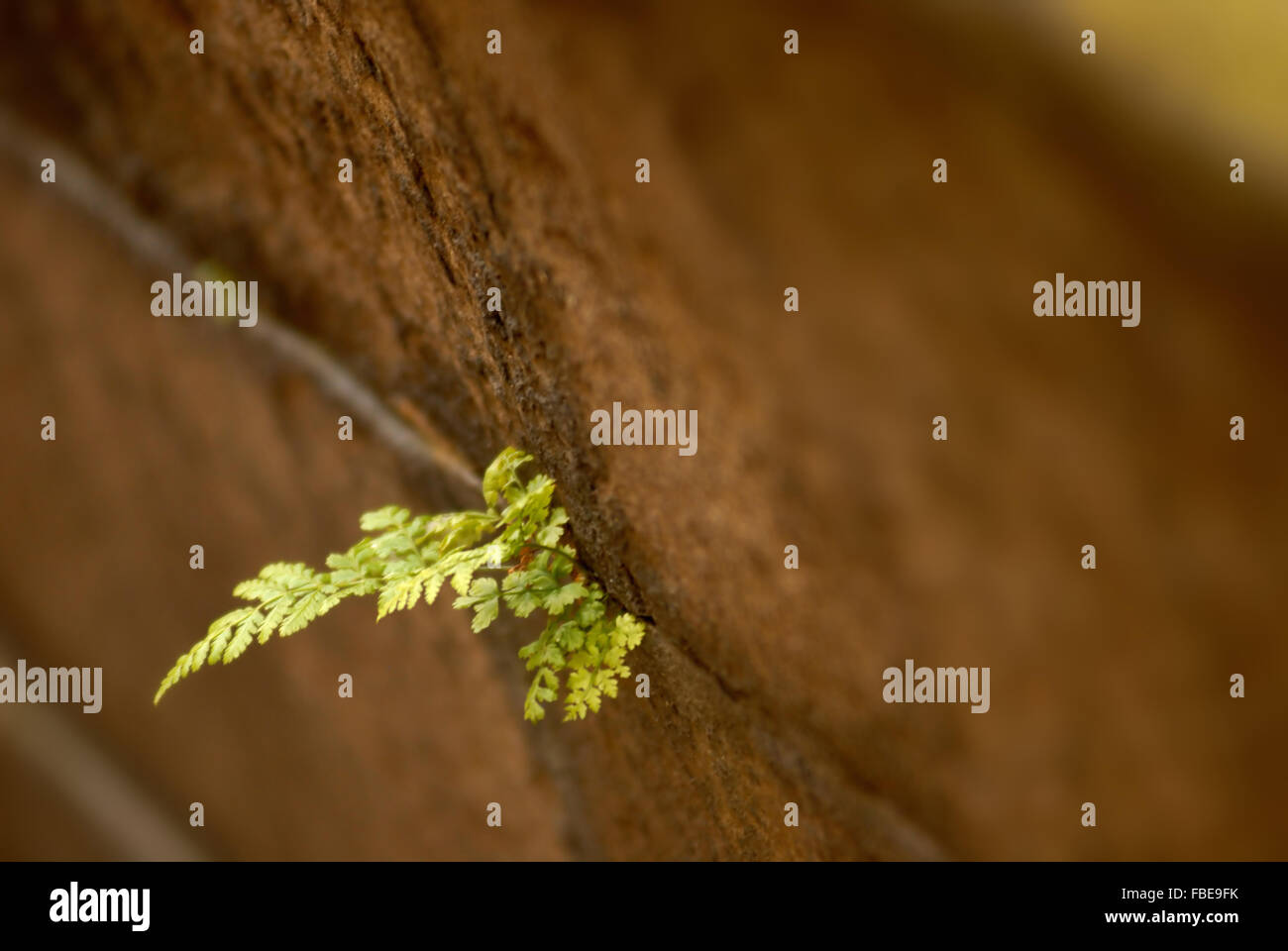 Wall fern hi-res stock photography and images - Alamy