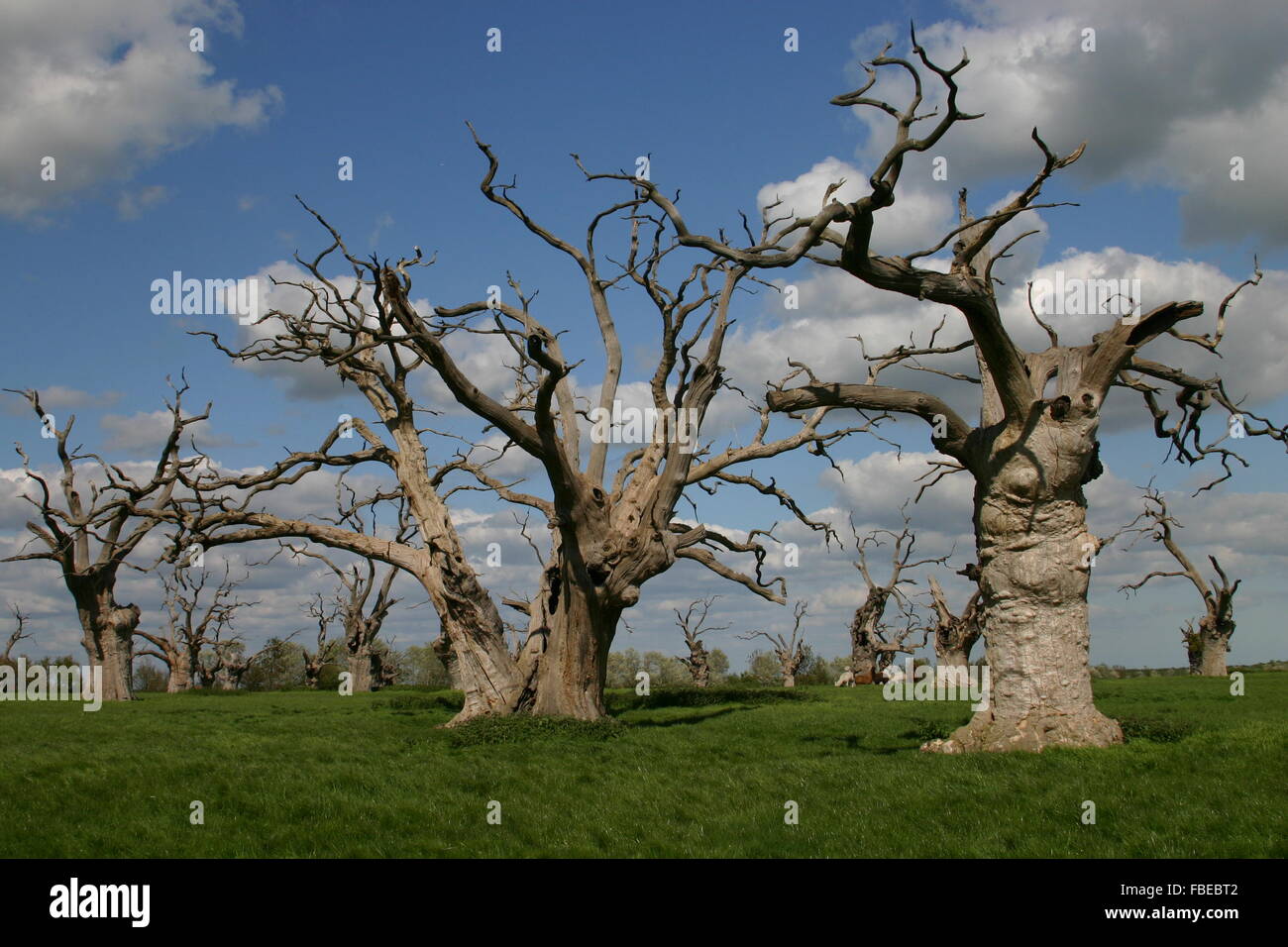 Old dead trees, a dead forest Stock Photo Alamy