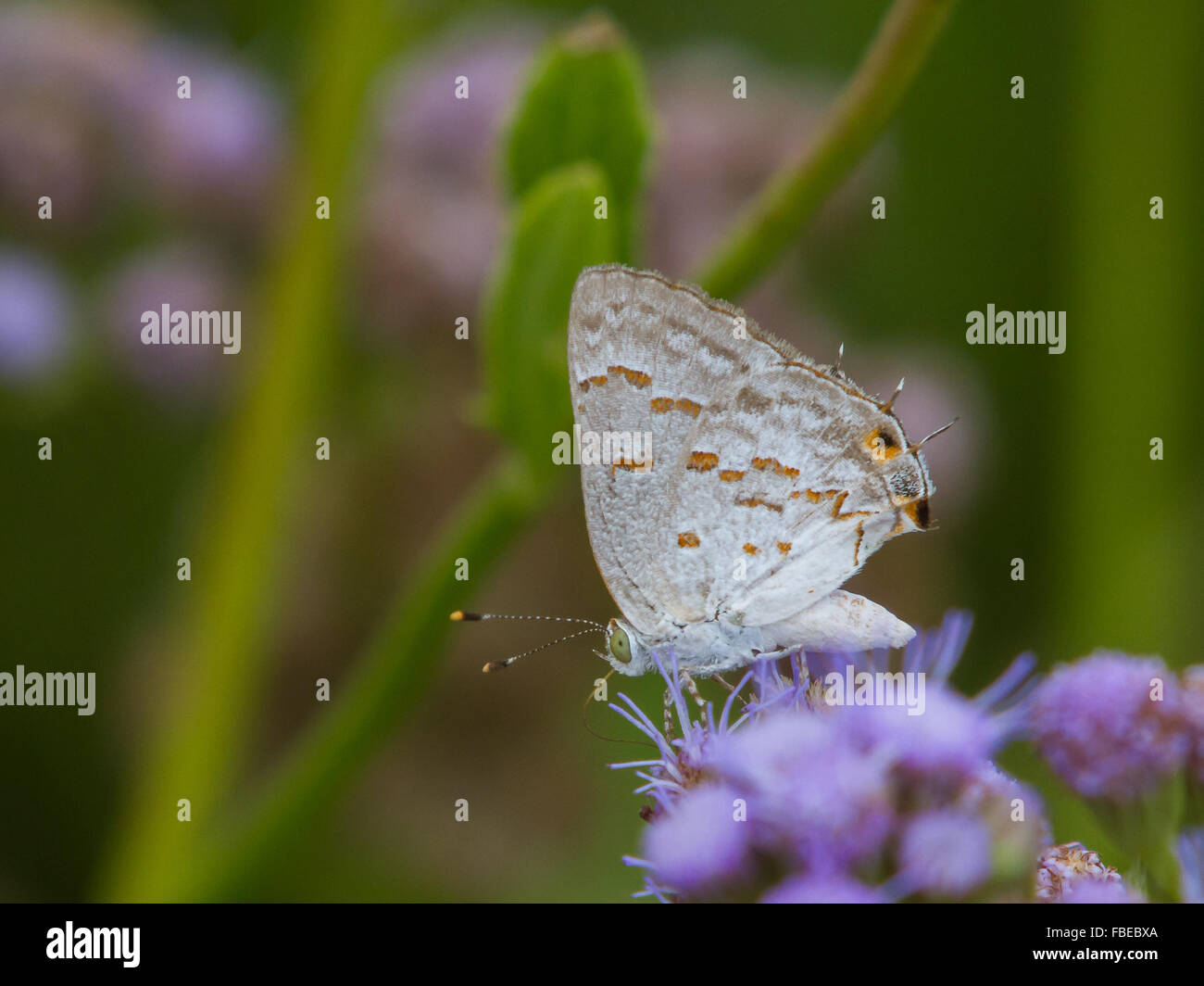 A Clytie Ministreak, Ministrymon clytie, butterfly feeding on mistflower Stock Photo