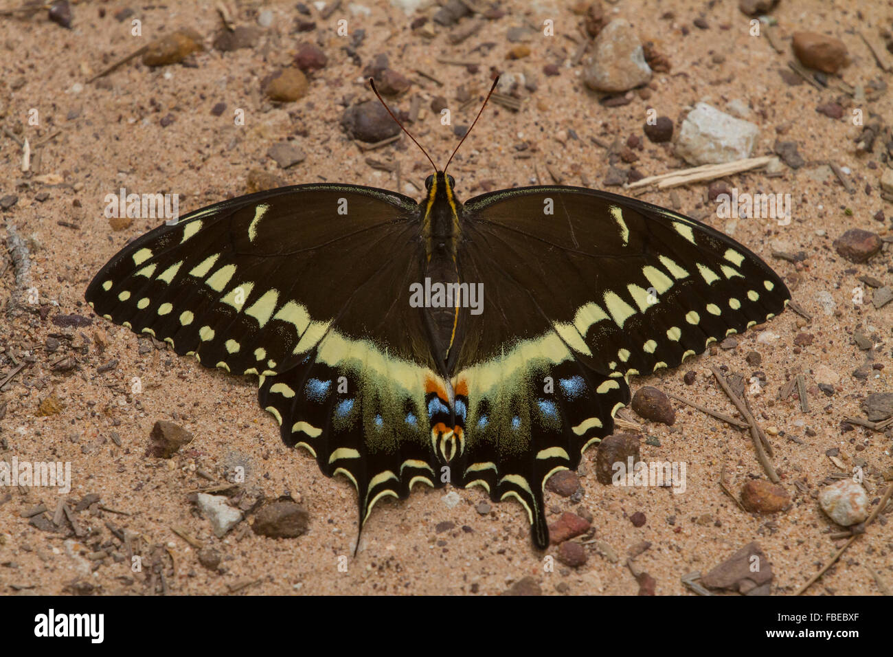 A fresh Palamedes Swallowtail, Papilio palamedes, butterfly on a dirt road. Stock Photo