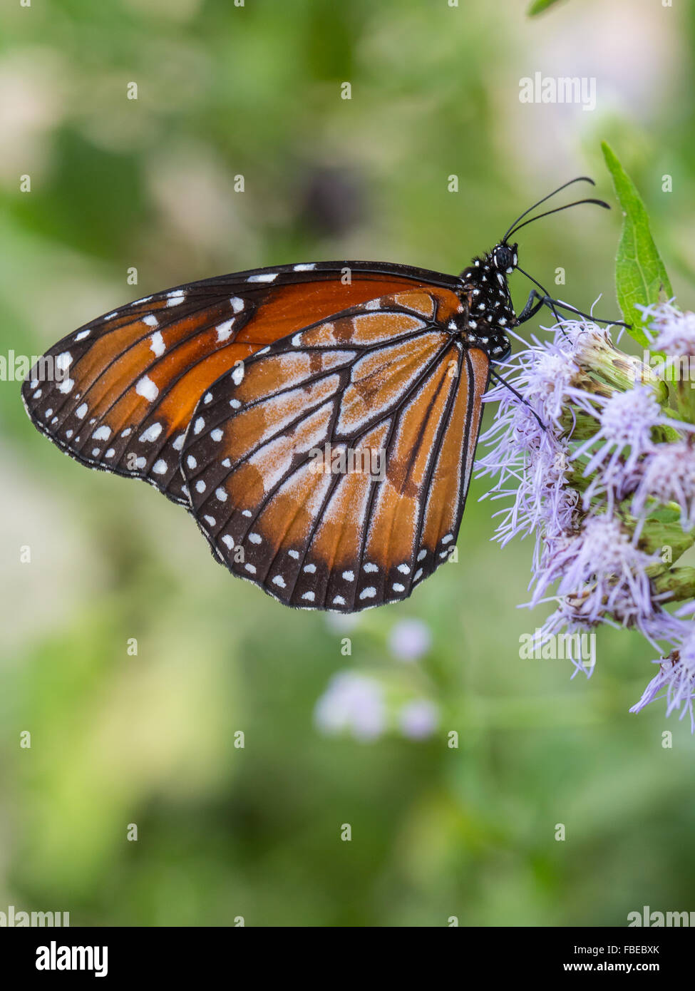 A fresh Soldier, Danaus eresimus, butterfly feeding on mistflower Stock Photo