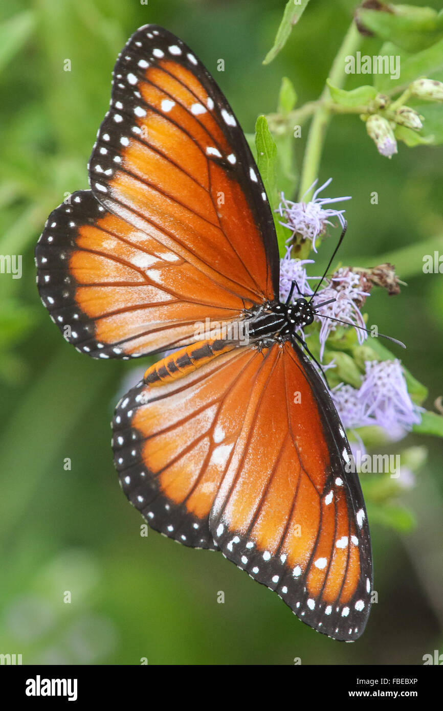 A Soldier, Danaus eresimus, butterfly feeding on mistflower Stock Photo