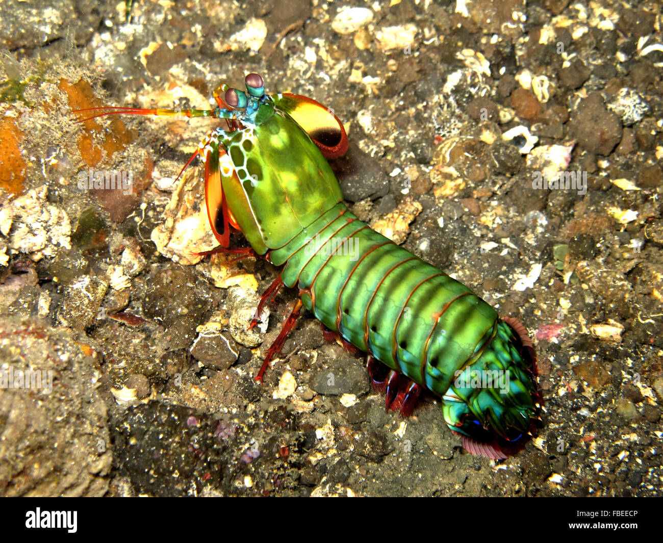 Colorful mantis shrimp hunting for food on the bottom of the sea Stock Photo