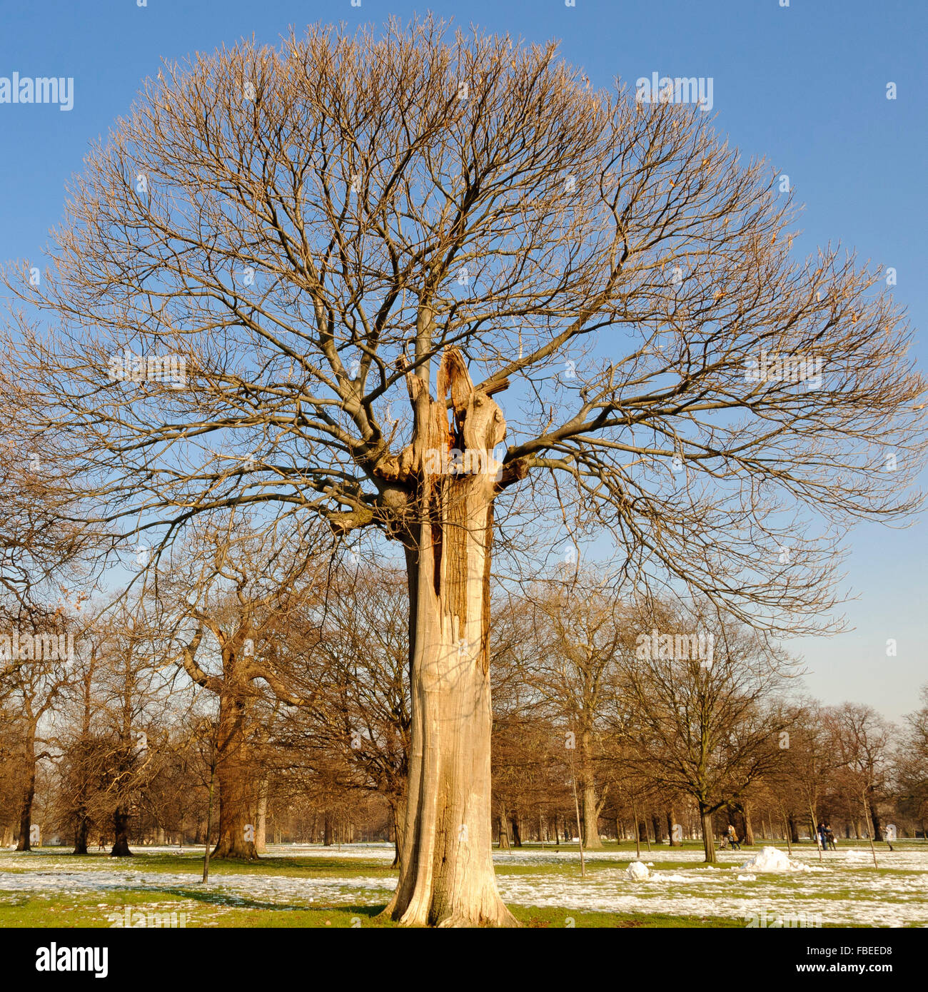 Sweet Chestnut tree in Kensington Gardens in winter Stock Photo Alamy