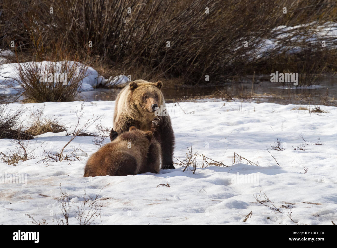 Grizzly Bear #610 and two of her three cubs play in the snow in Grand ...