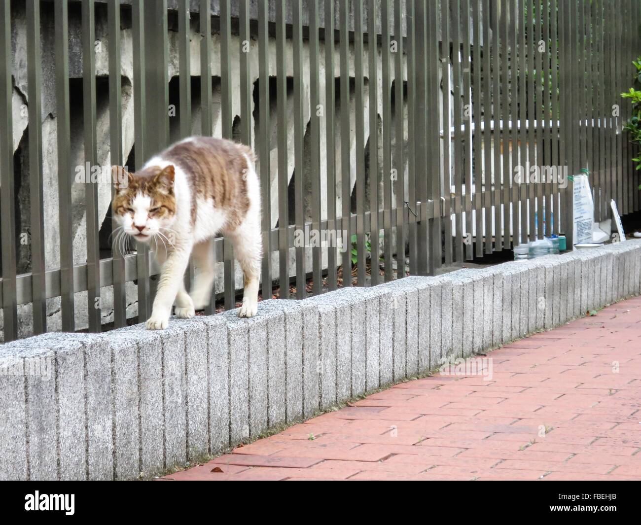Cat walking on fence hi-res stock photography and images - Alamy