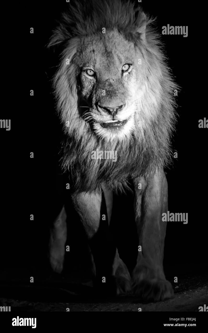 male Lion coming out of the darkness ,captured in black and whjite Stock Photo