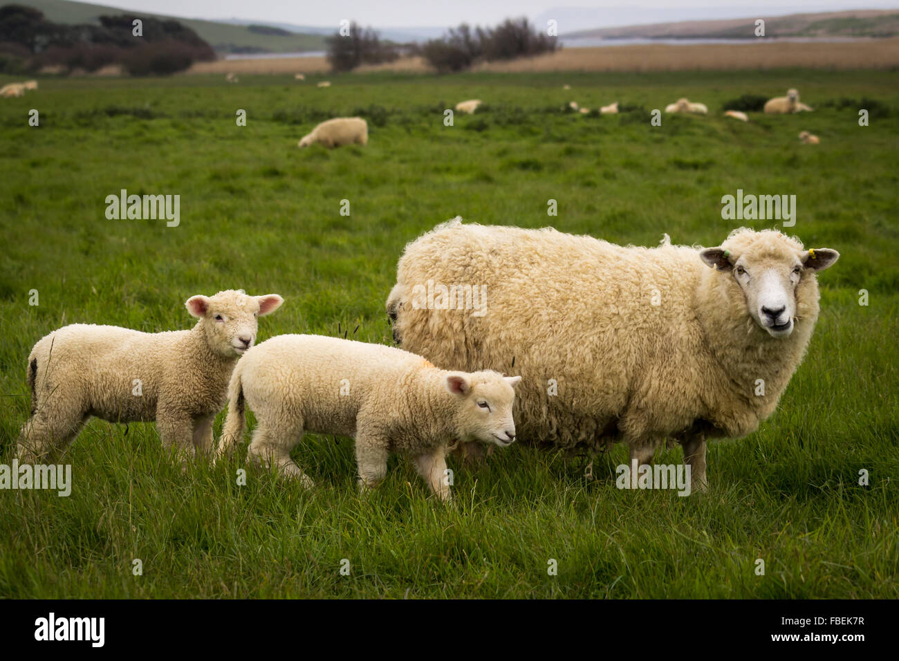A Sheep with her lambs in a field Stock Photo - Alamy