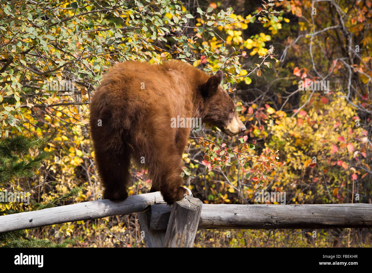 A black bear balances on a fence while reaching for hawthorne berries along the Moose-Wilson Road in Grand Teton National Park, Stock Photo