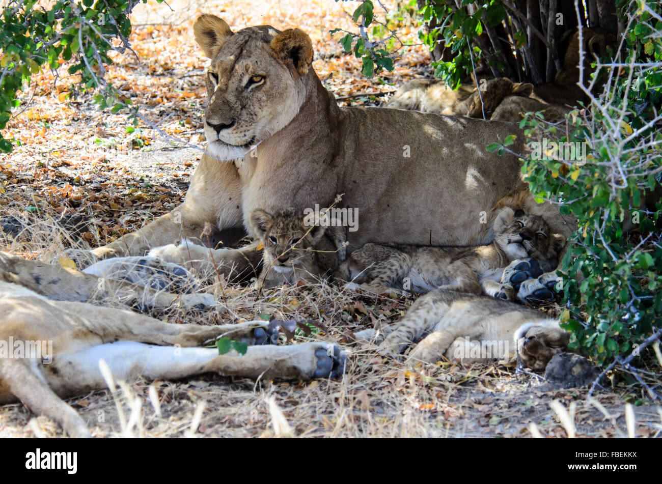 Lioness with her three young cubs Stock Photo