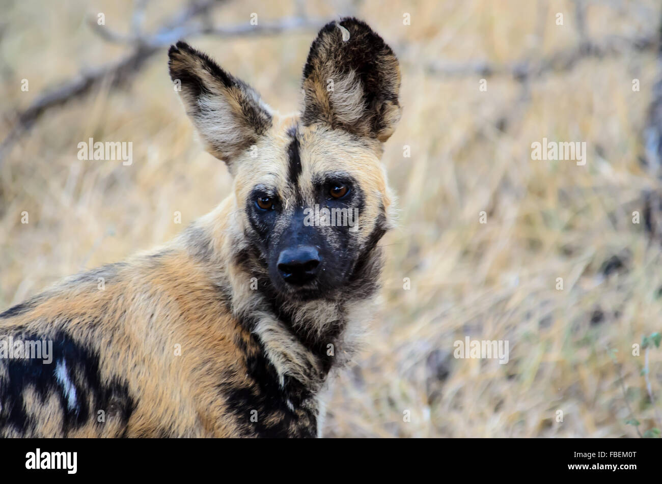 Head shot of an African wild dog Stock Photo