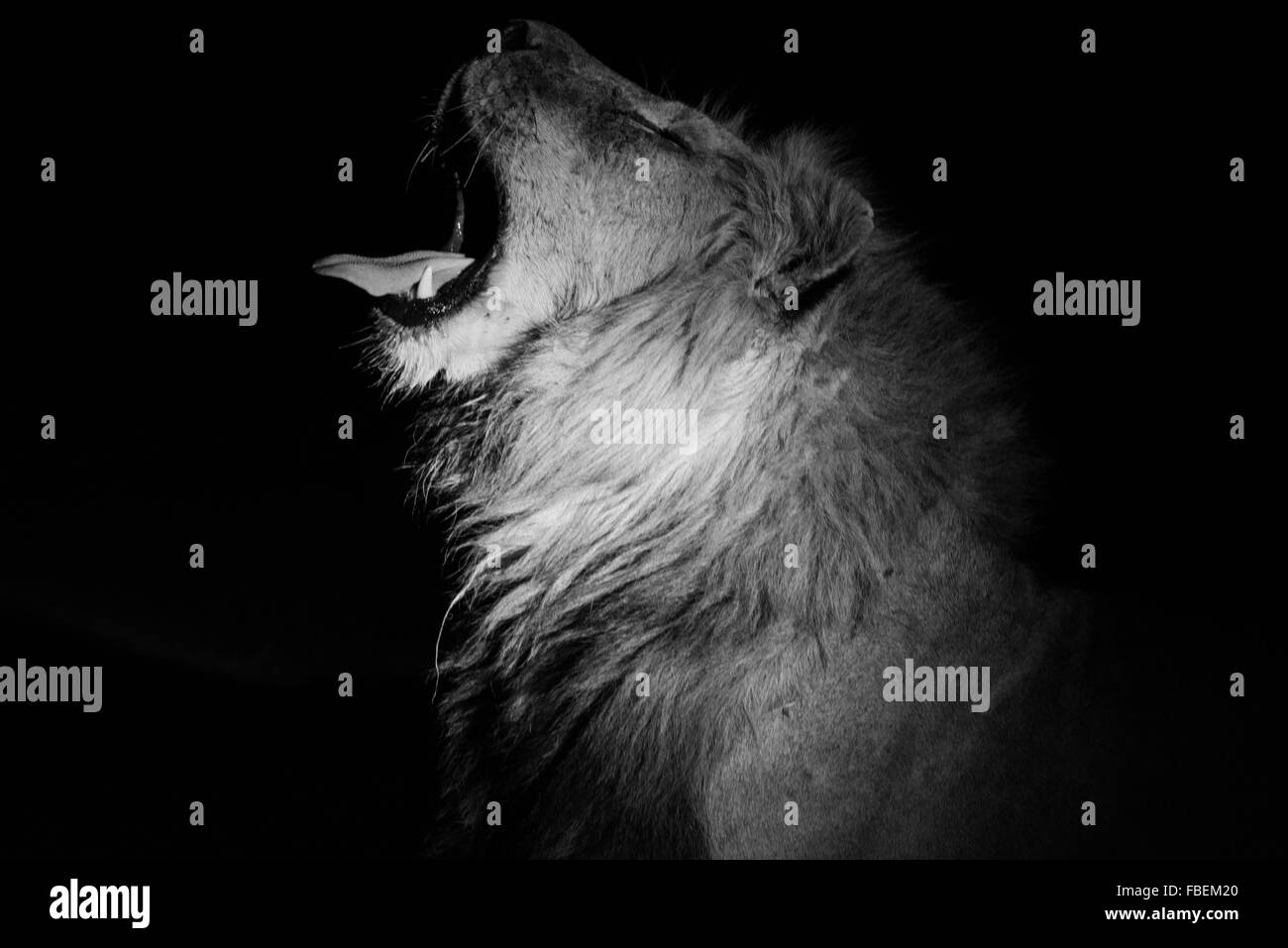 A male Lion yawning at night in black and white Stock Photo